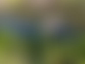 Estuarine Restoration: From Reproductive Biology to Applied Ecology of Ruppia maritima