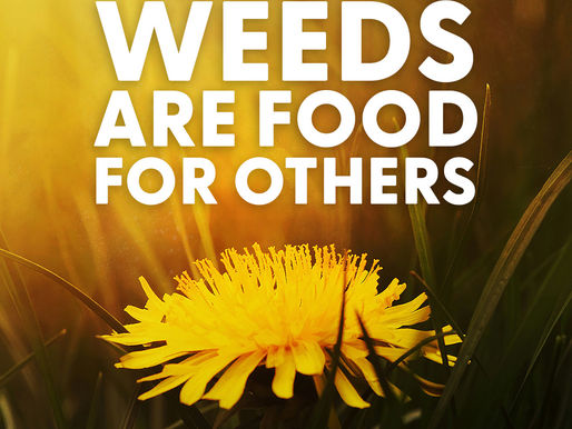 What many humans perceive as weeds, are food for others