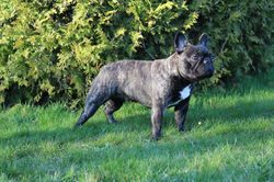 WARUNA Pontifex Maximus