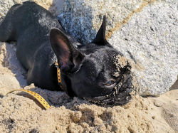 Bimbobull LA SCALA DI ELEGANZA aka Leila