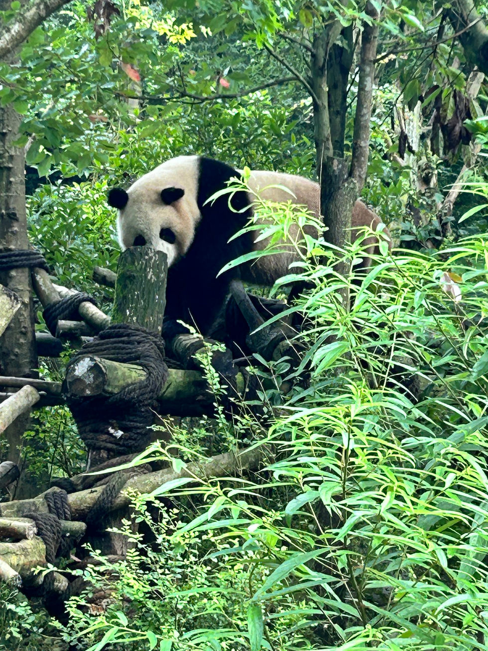 Panda, Dujiangyan Panda Valley, Chengdu, China