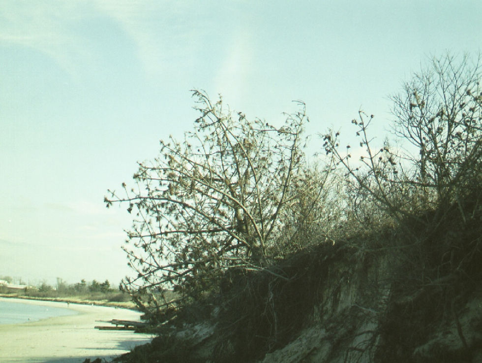 Tree On A Beach