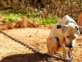 Messias Donato propõe projeto para endurecer penas contra maus-tratos a animais