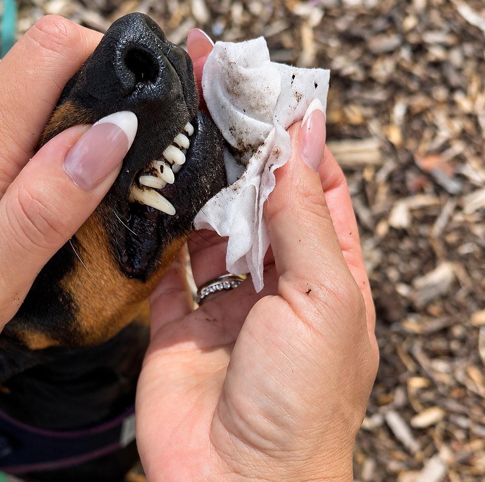 Dog owner caught on a walk with wipes after a messy poop pickup