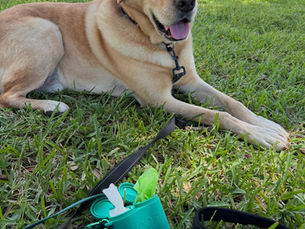 What to Bring on a Dog Walk: A Simple Checklist From a Two-Dog Owner