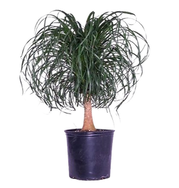 Ponytail Palm