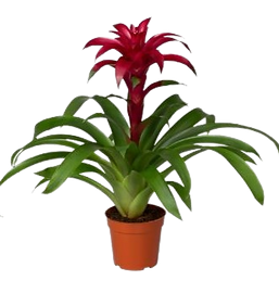 Bromeliad