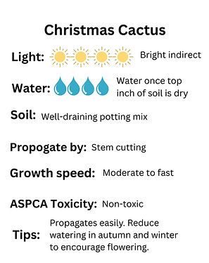 Anthurium Info Sheet
