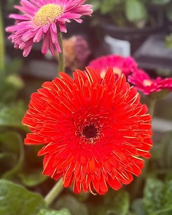 gerbera daisy_edited.jpg