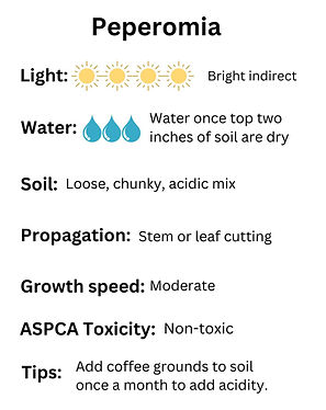 Anthurium Info Sheet