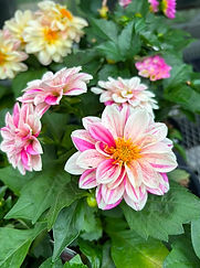 dahlia pic 2.jpg