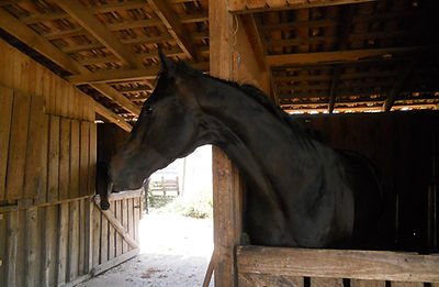 Boxes amplios donde sólo pasan la noche, nuestros caballos descansan todo el dia ne el exterior