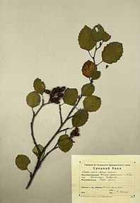 IMG_5290.jpeg