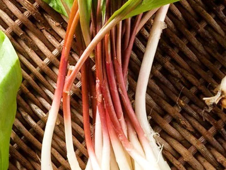 Food as Medicine: Ramps 