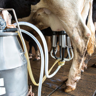 SIM Consmepi gera lucros e segurança alimentar