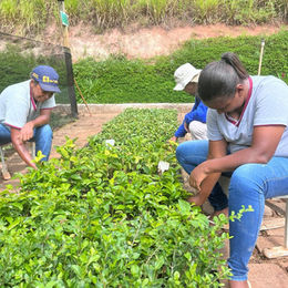 Doação de plantas