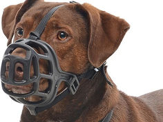 Focinheira em cães é lei