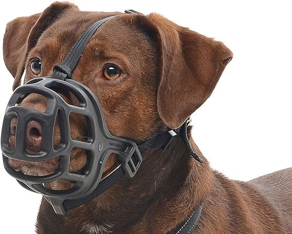 O animal pode ser apreendido e o proprietário multado!