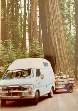 vanRedwoods.jpeg