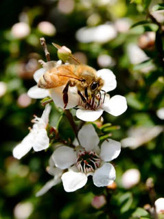 koura honey 30.jpeg