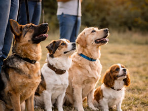 Chiens de différentes tailles en cours collectifs, assisen extèrieur avec leurs humains , dans une ambiance calme et sereine