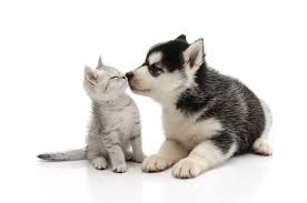 la santé de vos animaux