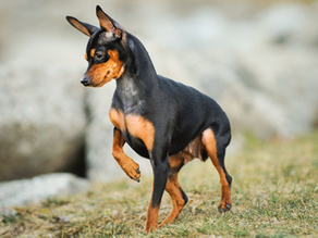 Breed Spotlight: The Miniature Pinscher