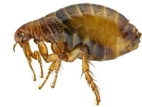 Fleas: Diagnosing, Treating, Preventing