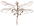 Libelle.png