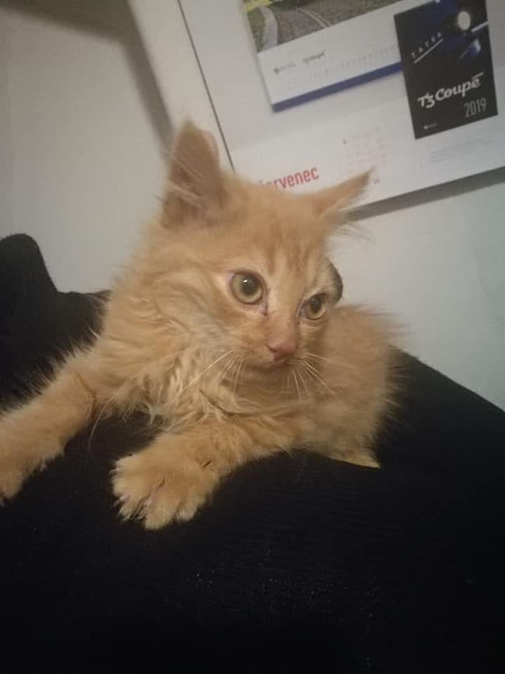 Miniatura: Tři mušketýři