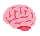 brain.png
