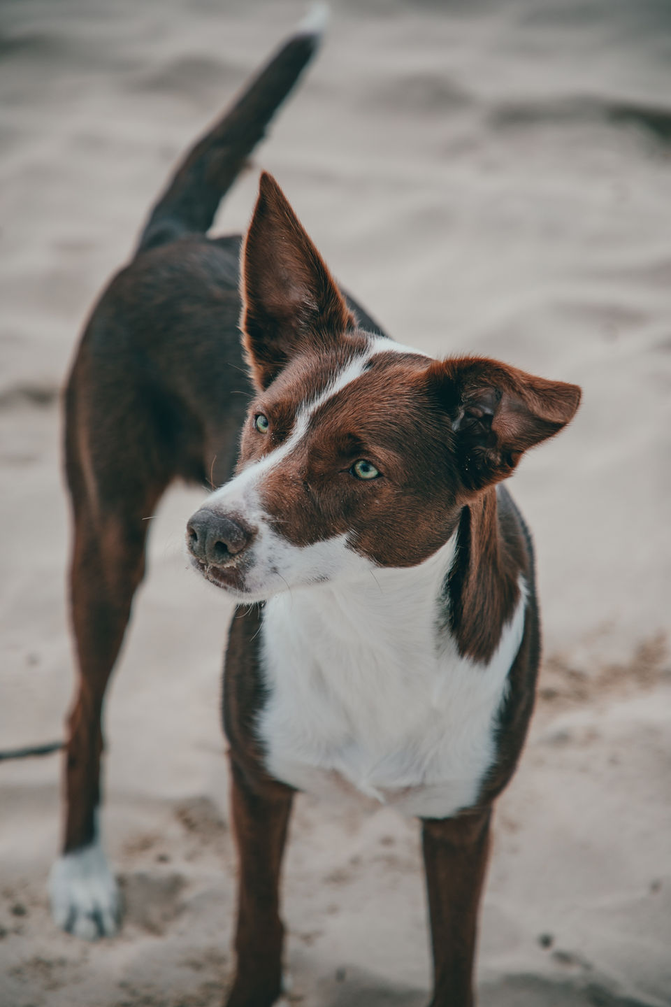 Therapy Dog Zoe - Blooming Bees Psychology, Adelaide