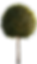 An isolated image of an Australian native tree - Gold Coast Landscape Supplies, Hope Island