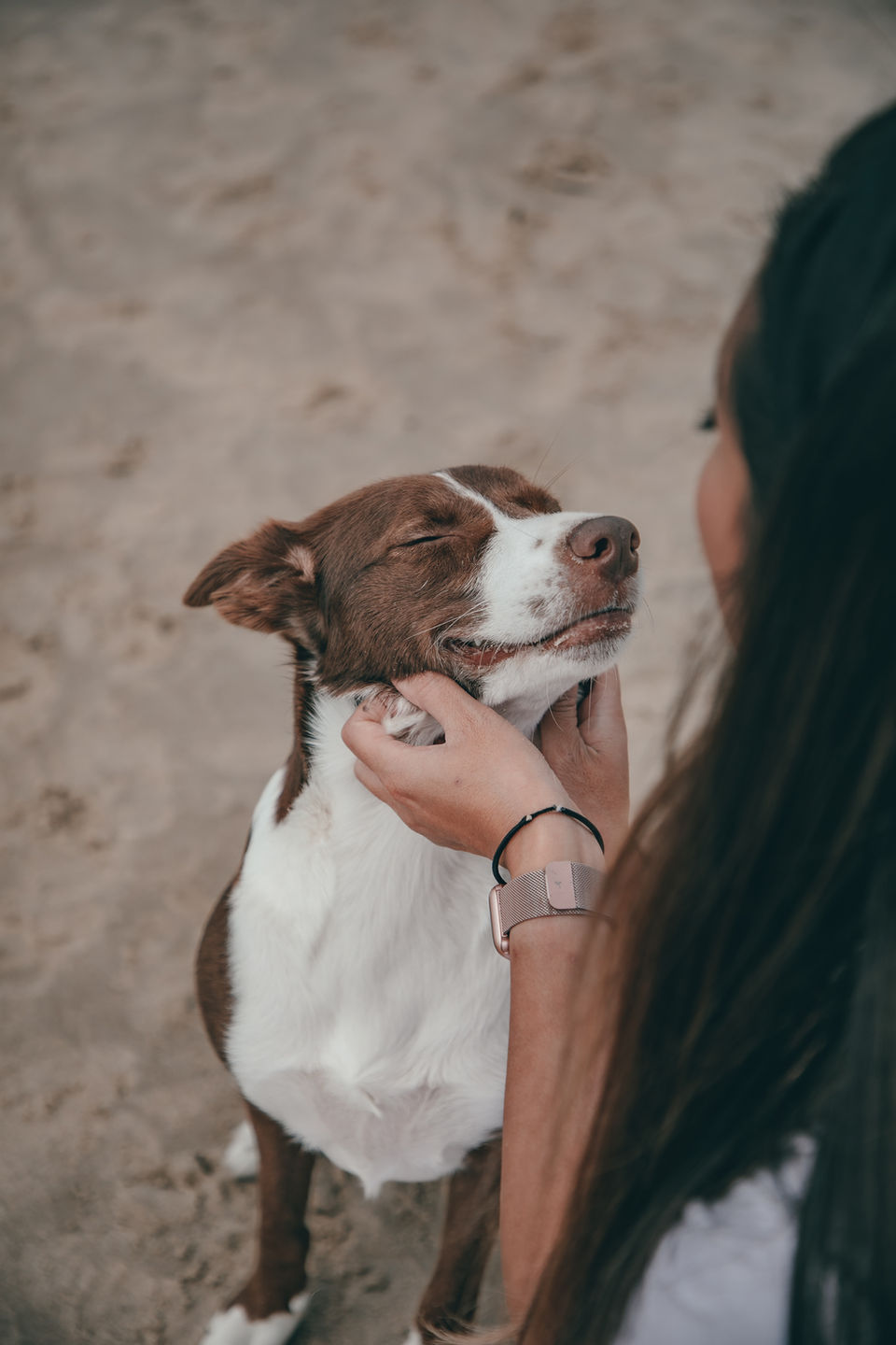 A happy dog - Blooming Bees Psychology, Adelaide