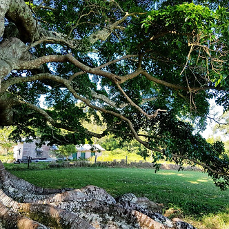 Byron Bay Nature Walks | SummerHills Retreat | Bangalow