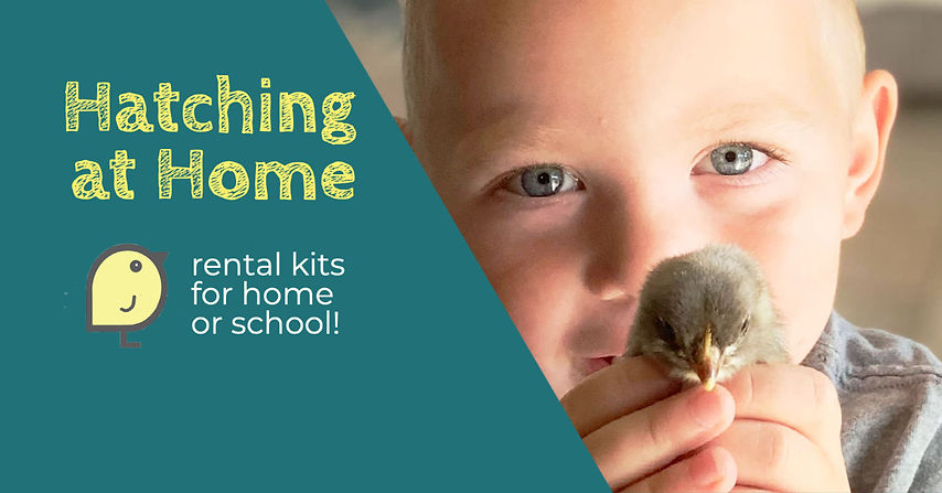 hatching-at-home-facebook-cover-test2.jpeg