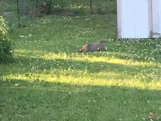 The ongoing saga of Janice Sophia the Groundhog