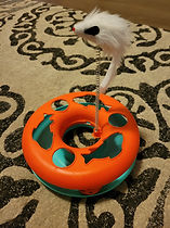 cat toy
