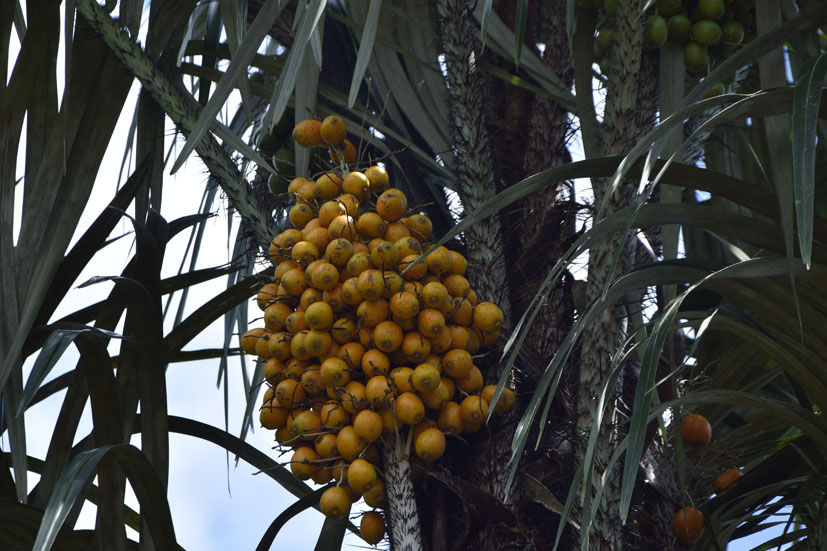 Tucumã do Pará
