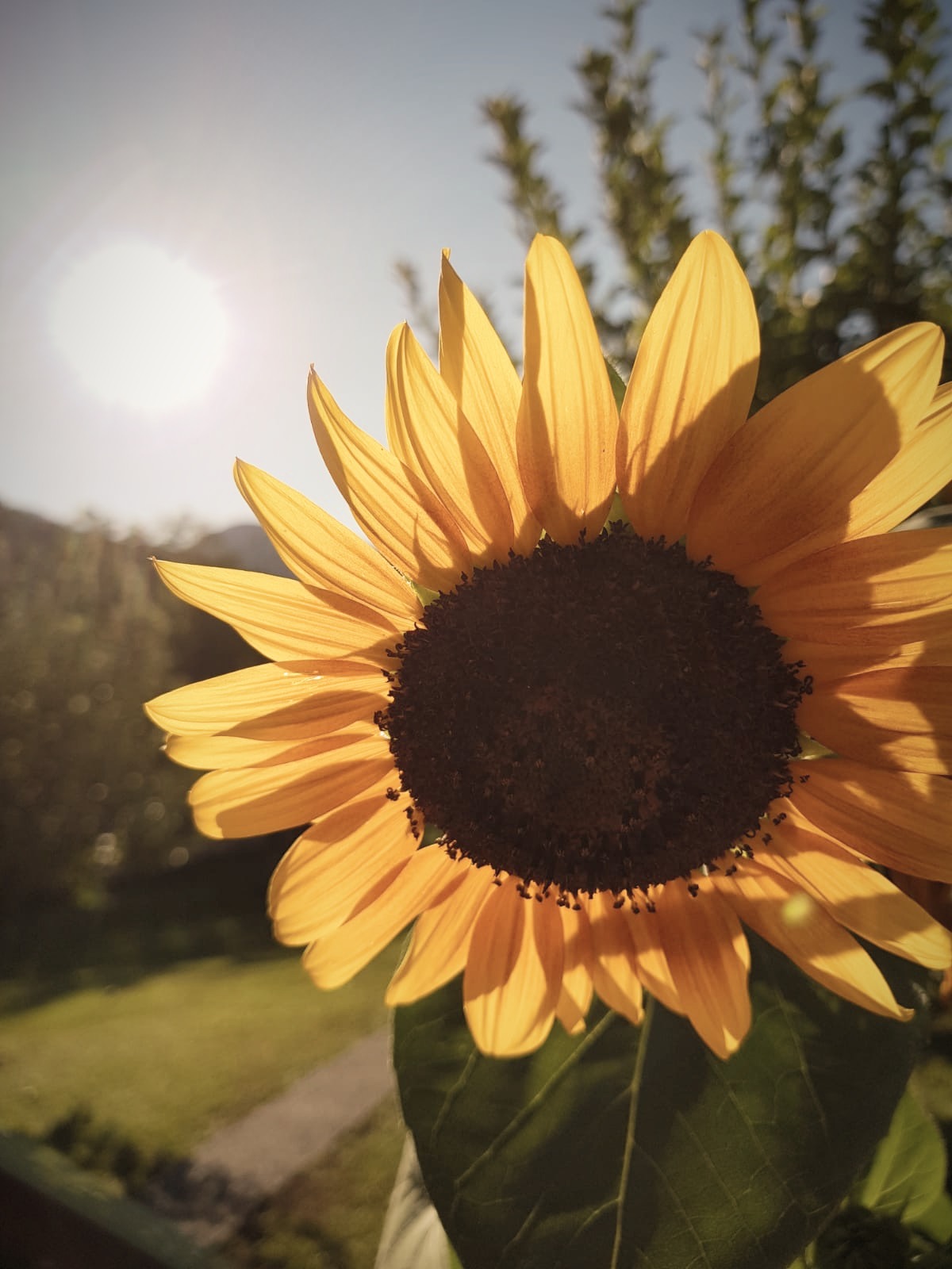 Immagine del redattore: Drea(me)r