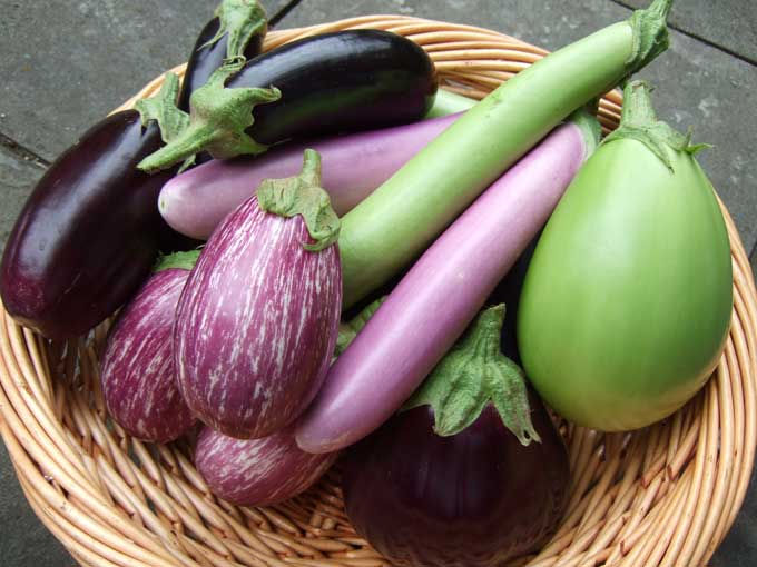 Aubergines