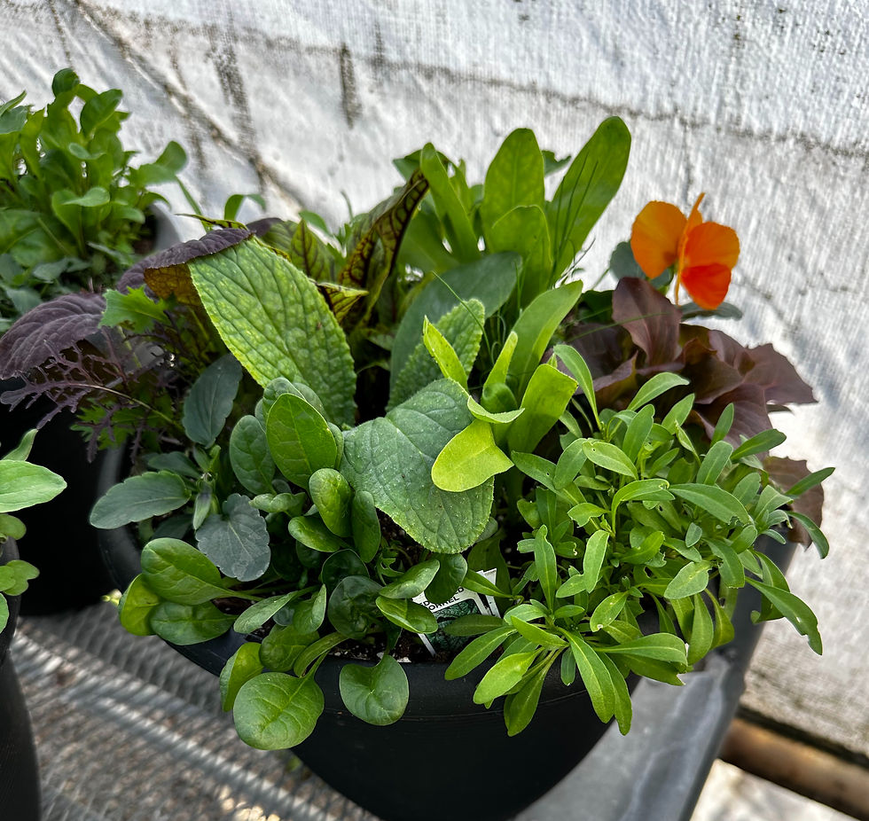 Thumbnail: Salad Bowl Planter, Decorative 12in