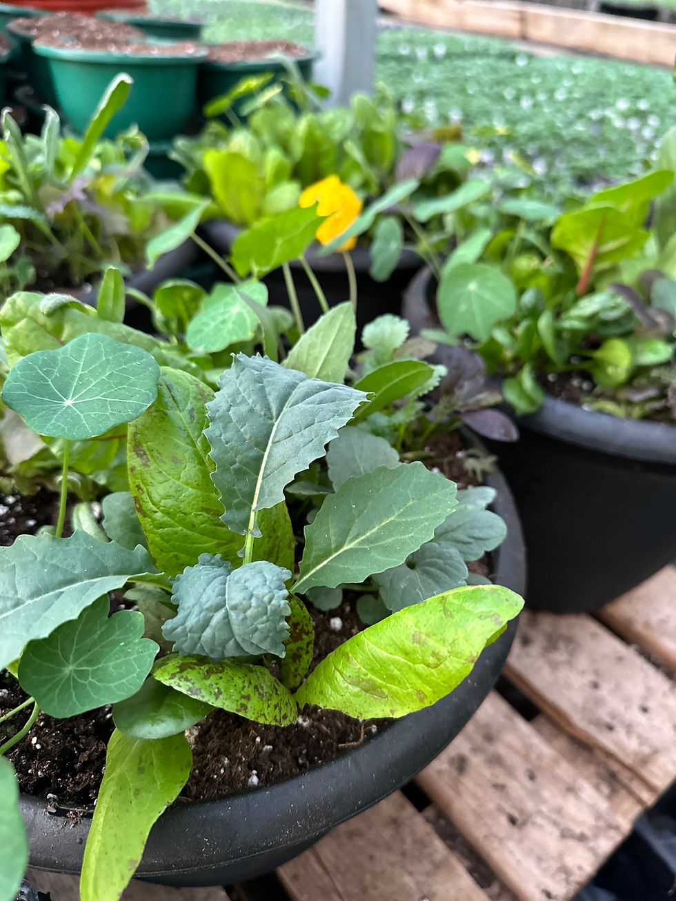 Thumbnail: Salad Bowl Planter, 8in