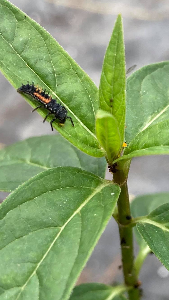 Ladybug larva, aphid, ladybug, oleander aphid, asclepias tuberosa, butterfly weed