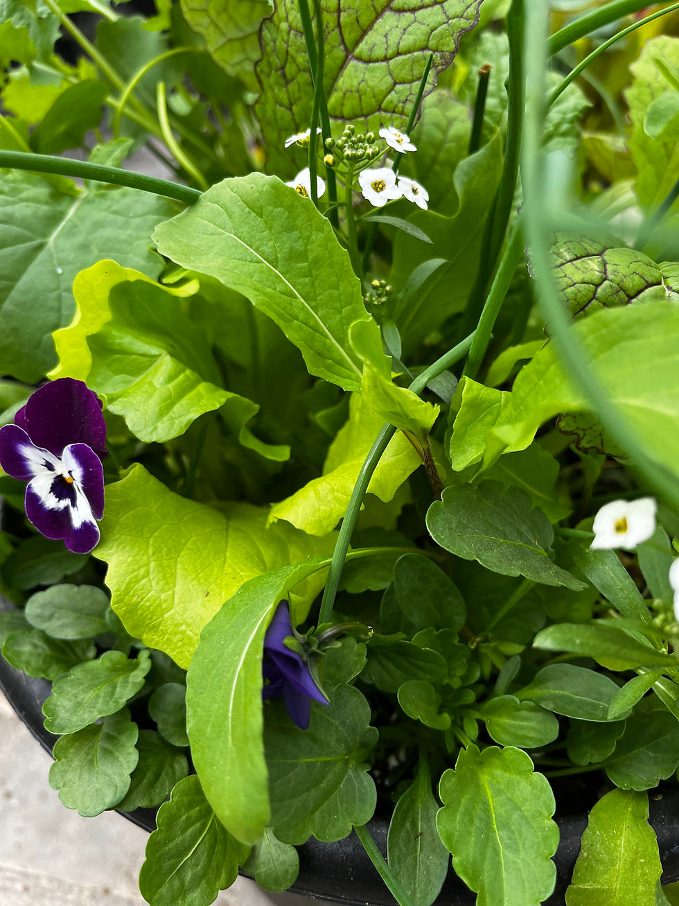 Thumbnail: Salad Bowl Planter, Decorative 12in