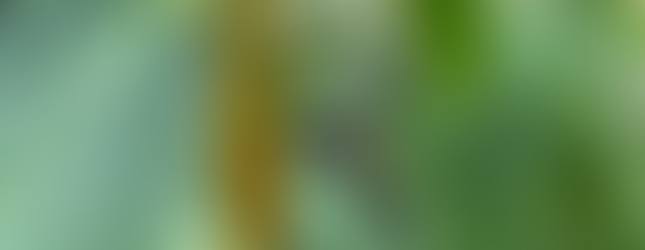 Oleander Aphids on Asclepias tuberosa, butterfly weed