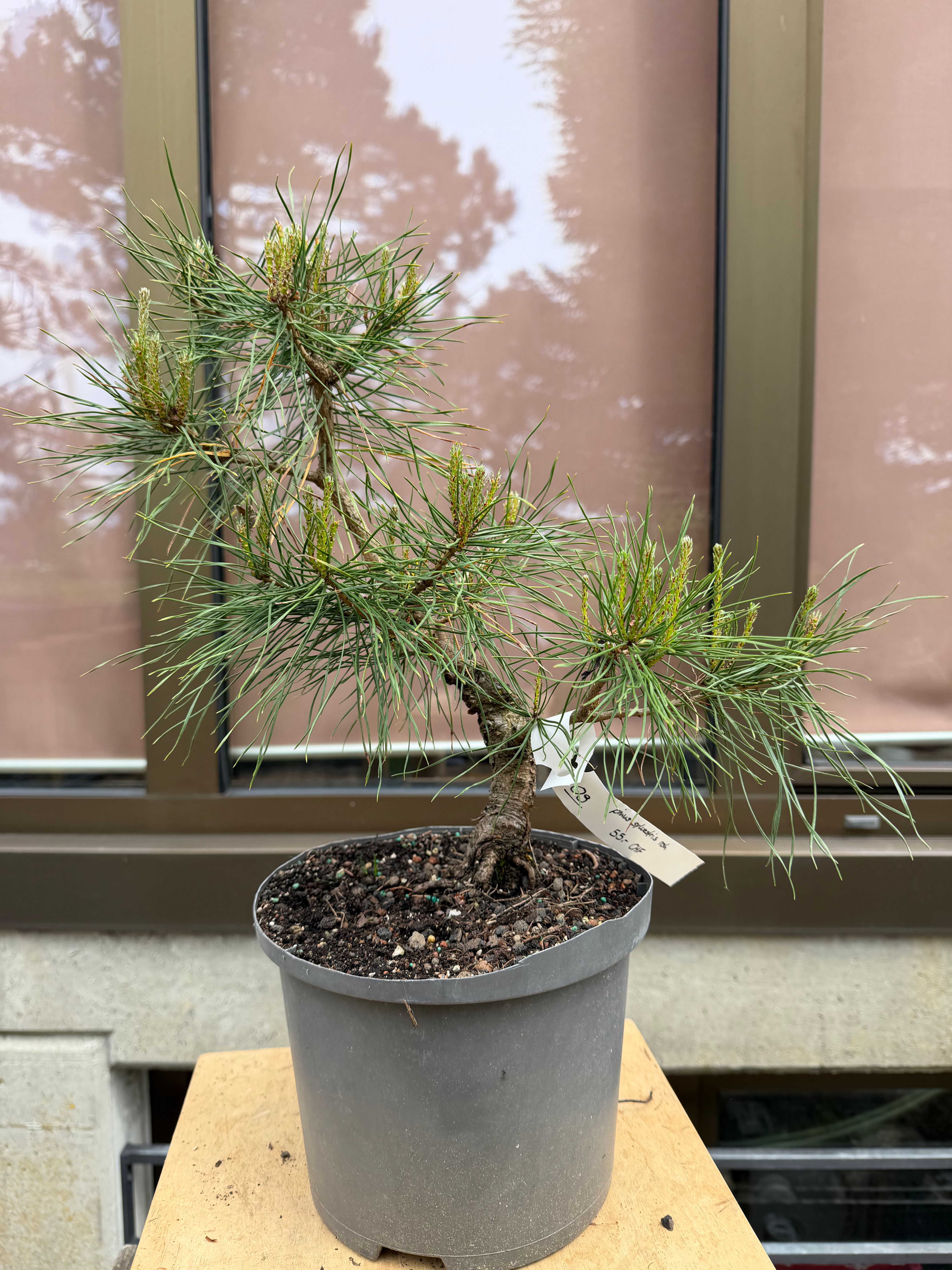 09 Pinus Sylvestris / Waldkiefer Rohmaterial