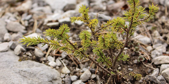 Jungpflanzen | Bonsai Gutzi