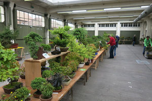 bonsai pistacia lentiscus Bonsaï Pistacia Lentiscus de 12 ans Je Giardini Giulia — i Giardini di  Giulia