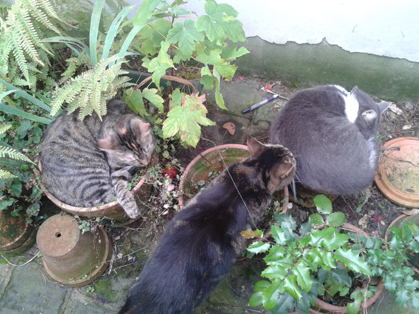 Meute De Chats Editions L œil D Or